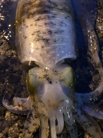 春イカエギング