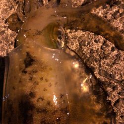 春イカエギング