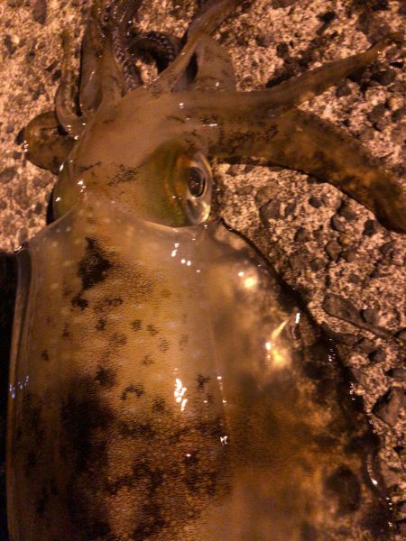 春イカエギング