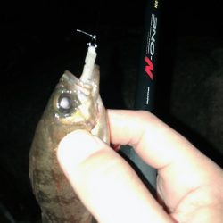 まだまだメバリング