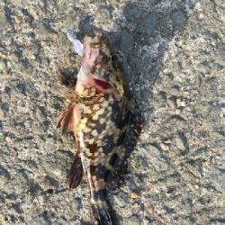 アジは釣れなかった！