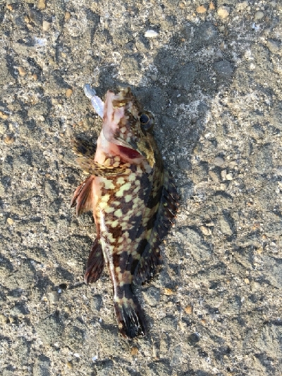 アジは釣れなかった！