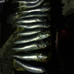 イワシ大漁ヾ(*ΦωΦ)ﾉ