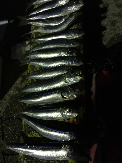 イワシ大漁ヾ(*ΦωΦ)ﾉ