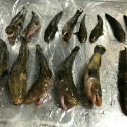 ハゼ釣り