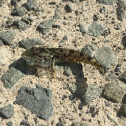 ちょっと日本海へ