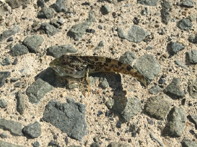 ちょっと日本海へ