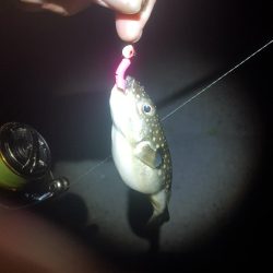 安乗メバリング遠征