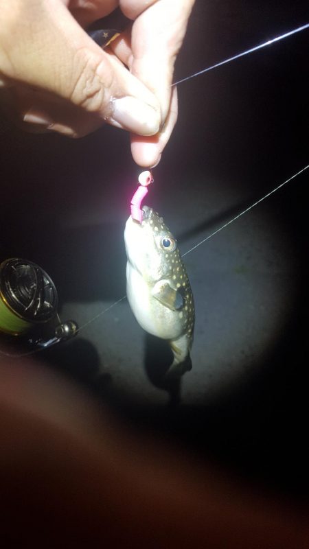 安乗メバリング遠征