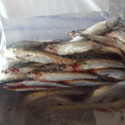 志摩でキスの投げ釣りサビキ釣り