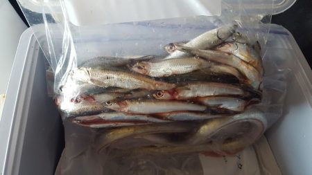 志摩でキスの投げ釣りサビキ釣り