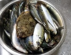 とっとパーク小島