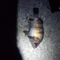 ハーバーメバリング