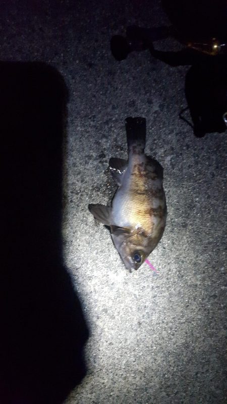 ハーバーメバリング