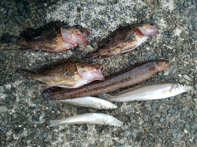 キス釣り　～雨天決行の甲斐があった～
