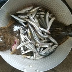 イワシ釣り　～ヒラメが出た！～
