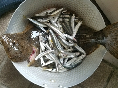 イワシ釣り　～ヒラメが出た！～