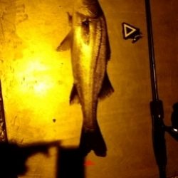 廿日市メバリング