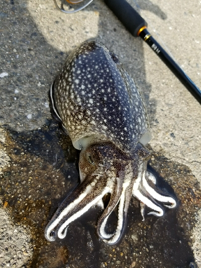 シリヤケエギング