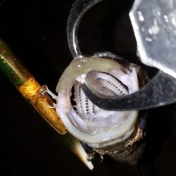 なんとか、バチ抜け～