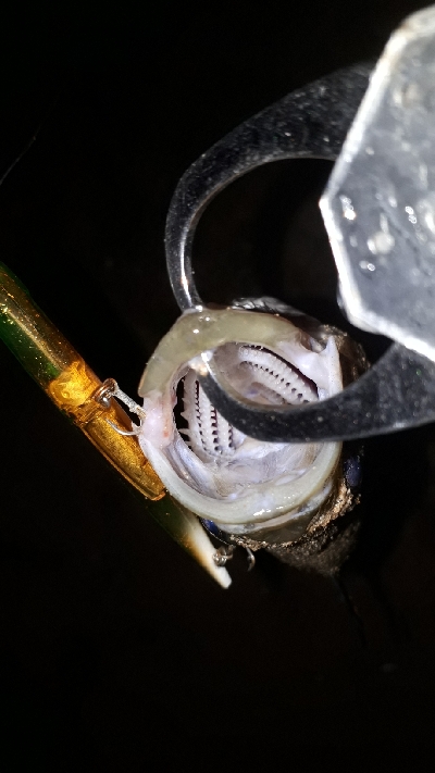 なんとか、バチ抜け～