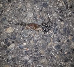 おひさのバチ抜けポイント