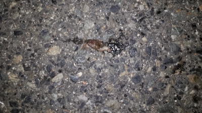 おひさのバチ抜けポイント