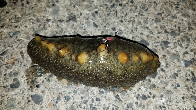 ようやくのヒット!