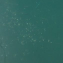 イワシ釣り ~マイワシ増えてきた!~