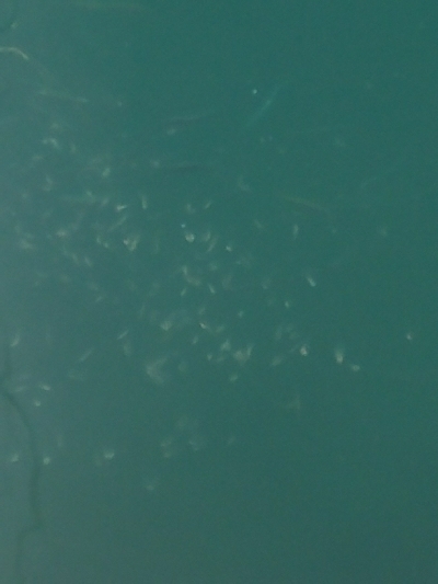 イワシ釣り ~マイワシ増えてきた!~