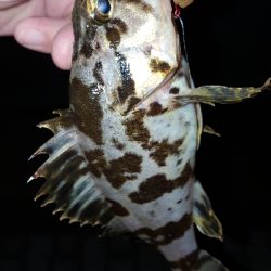 神戸港ランガン