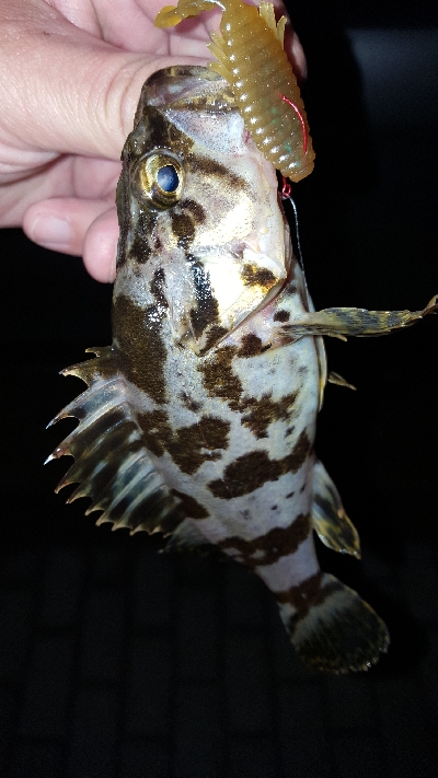 神戸港ランガン