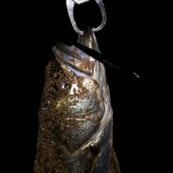 シーバスとキビレ