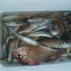 豆アジ釣り　～夕まずめにパラパラ～