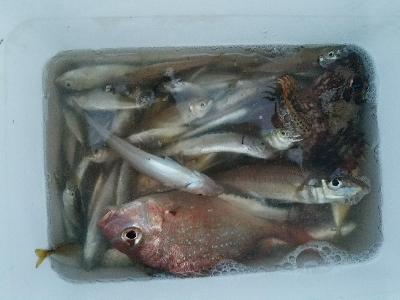 豆アジ釣り　～夕まずめにパラパラ～