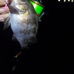 チビメバル無限湧き