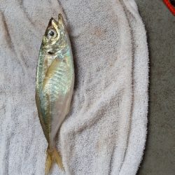 サビキ釣りとエギに挑戦