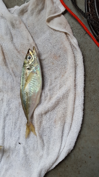 サビキ釣りとエギに挑戦