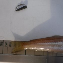 ちょい投げで良型キスゲーム