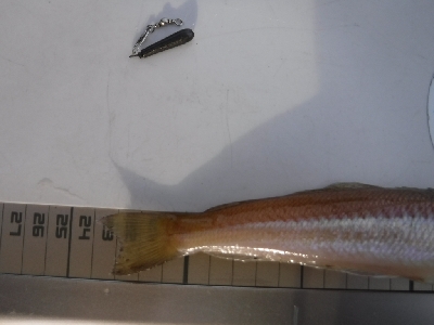 ちょい投げで良型キスゲーム