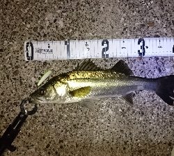 メバルシーバス&アオリ!!