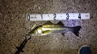 メバルシーバス&アオリ！！