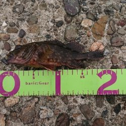 ガッシー祭り！！！