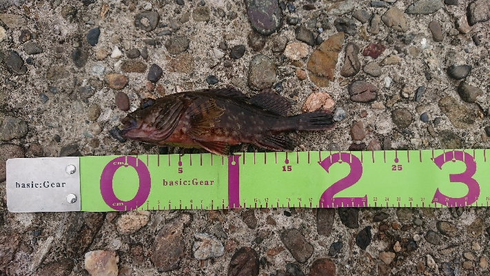 ガッシー祭り！！！