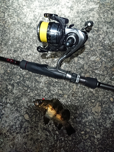 メバリング日和