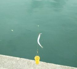 エサでアジ釣り