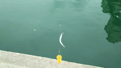 エサでアジ釣り