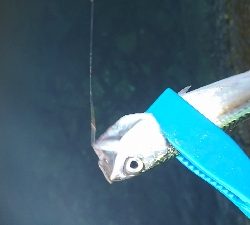 キス釣り釣行その2