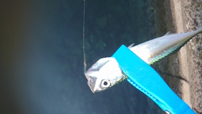 キス釣り釣行その2