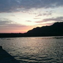 キス 調査 浜坂編